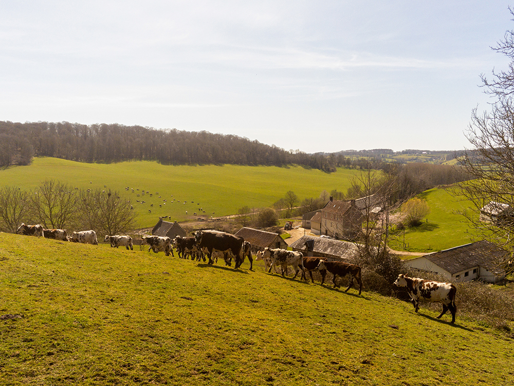 Champs à Camembert