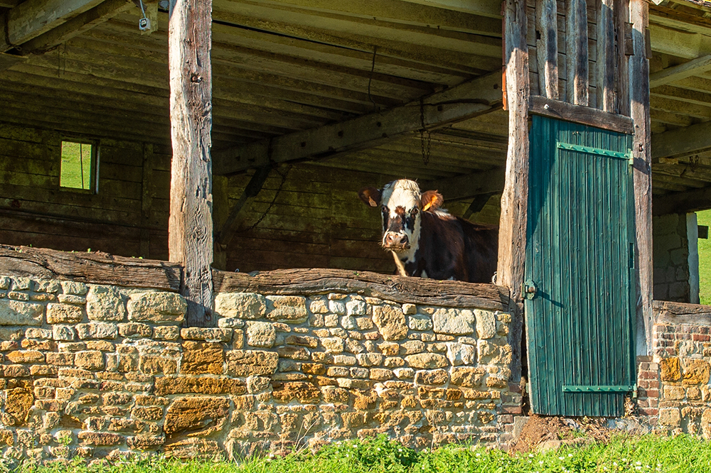 Vache dans l'étable de la ferme